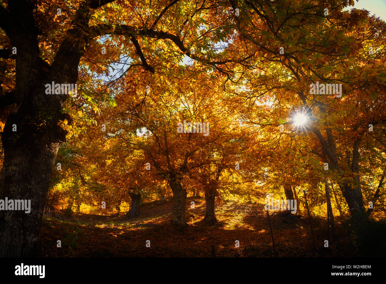 Provincia di Malaga, Spagna. Autunno in boschi di castagno della Valle del Genal nella Serranía de Ronda. Foto Stock