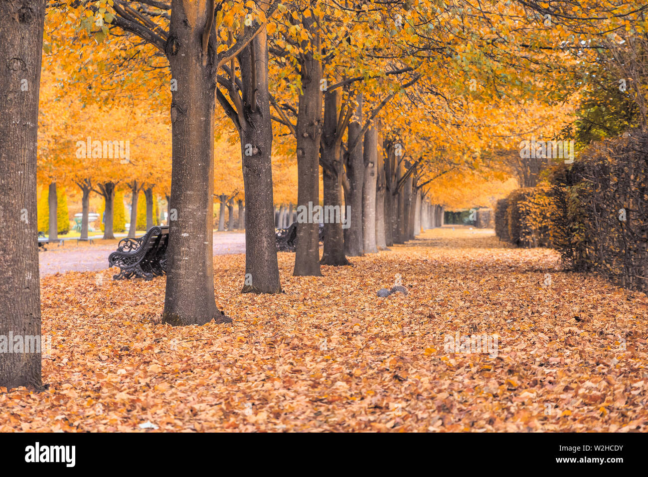 Splendido scenario autunnale del tunnel di alberi in Regent's Park di Londra Foto Stock