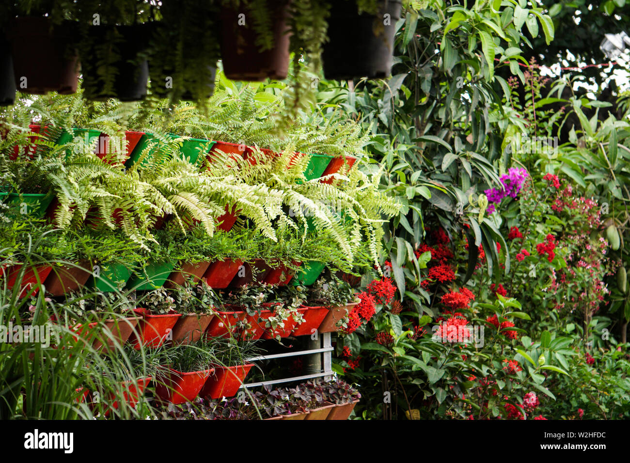 Bella vivaio Fiori e piante nel giardino commerciale Foto Stock