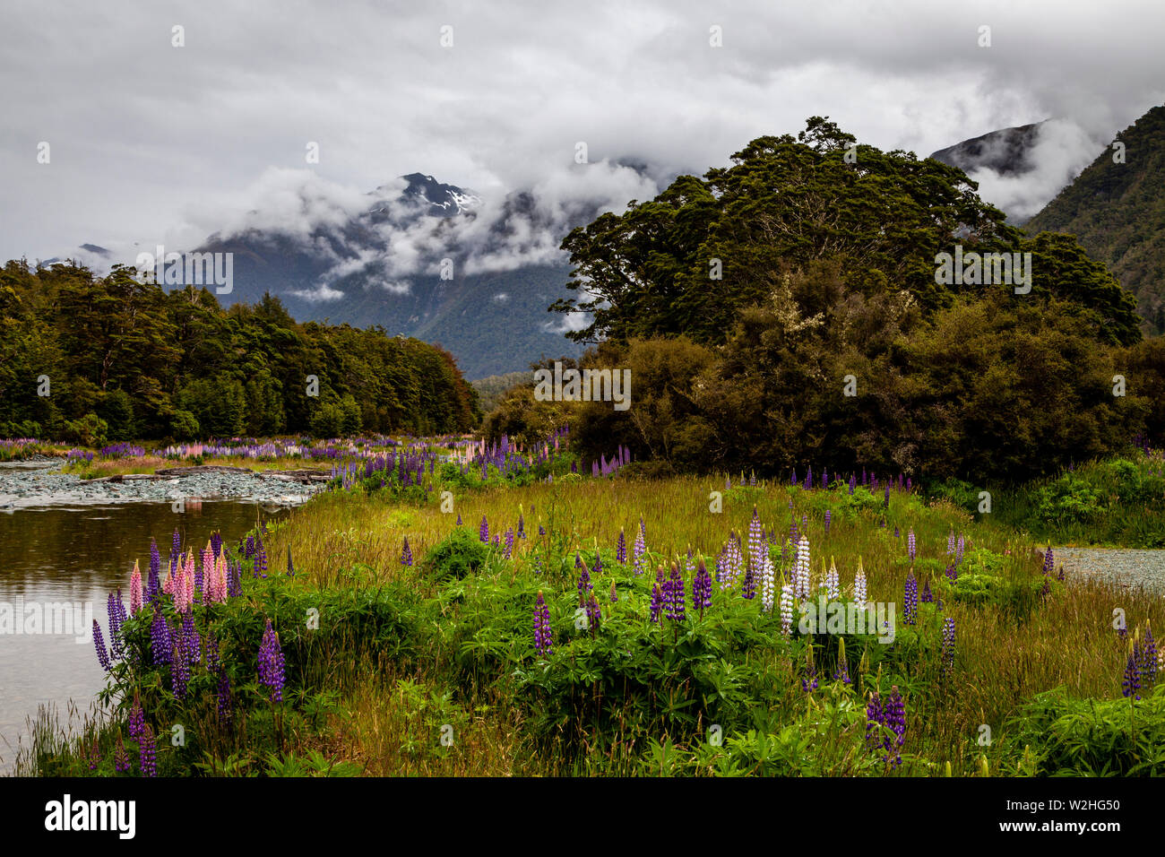 Colorato Paesaggio floreale lungo il Milford Road, South Island, in Nuova Zelanda Foto Stock