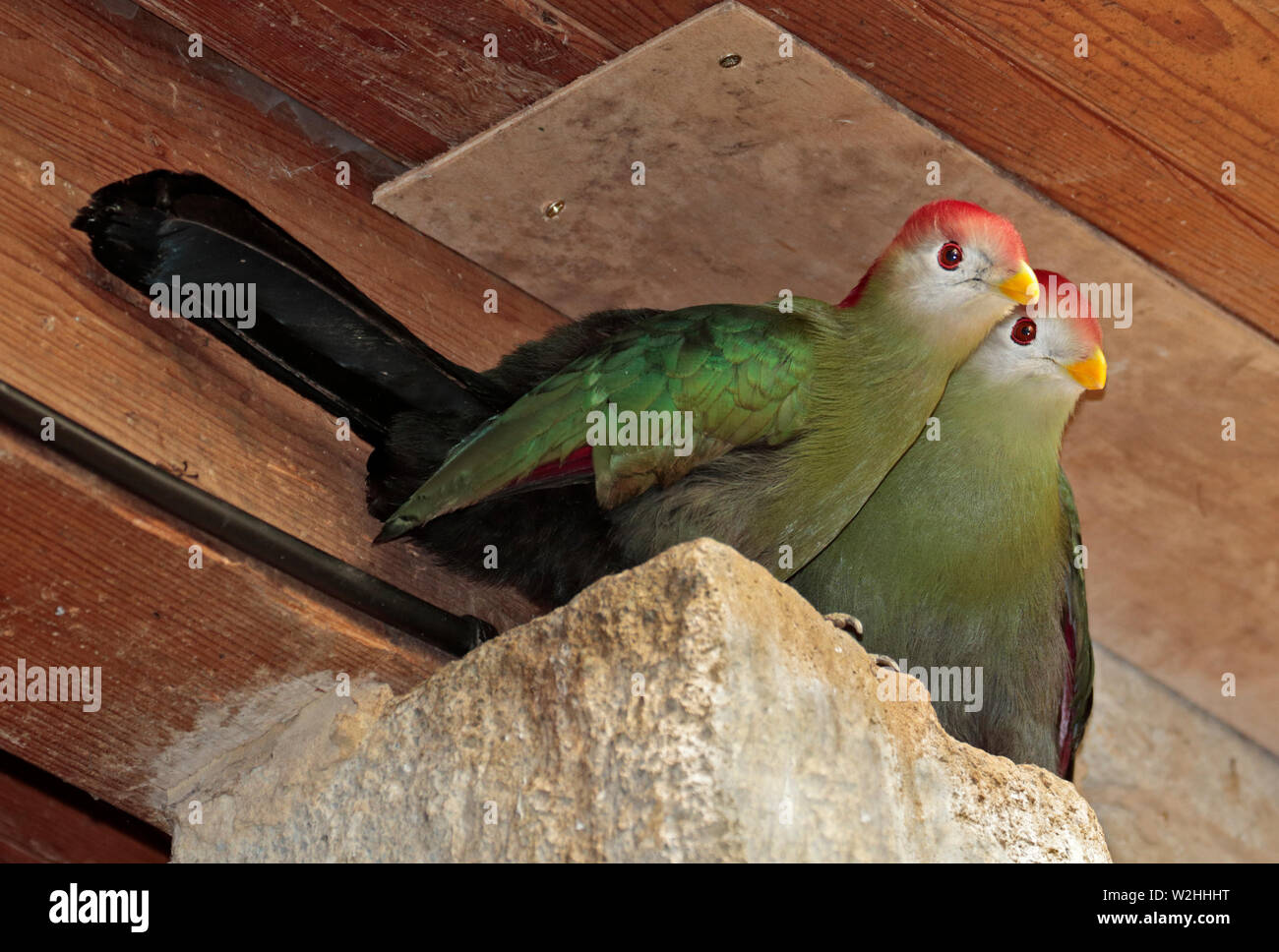 Red Crested Turacos (tauraco erythrolophus) Foto Stock