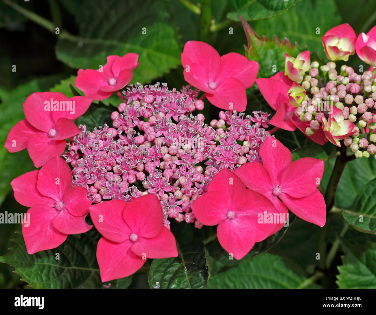 Rosa Hydrangea Lacecap Foto Stock