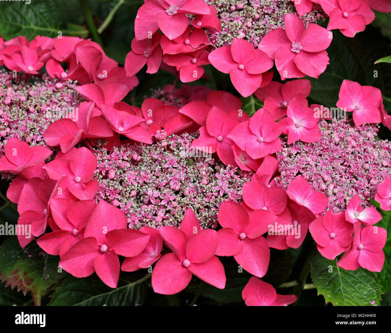 Rosa Hydrangea Lacecap Foto Stock