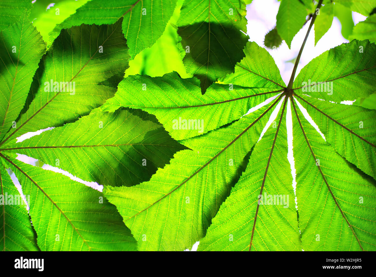 Verde foglie di castagno contro il cielo Foto Stock