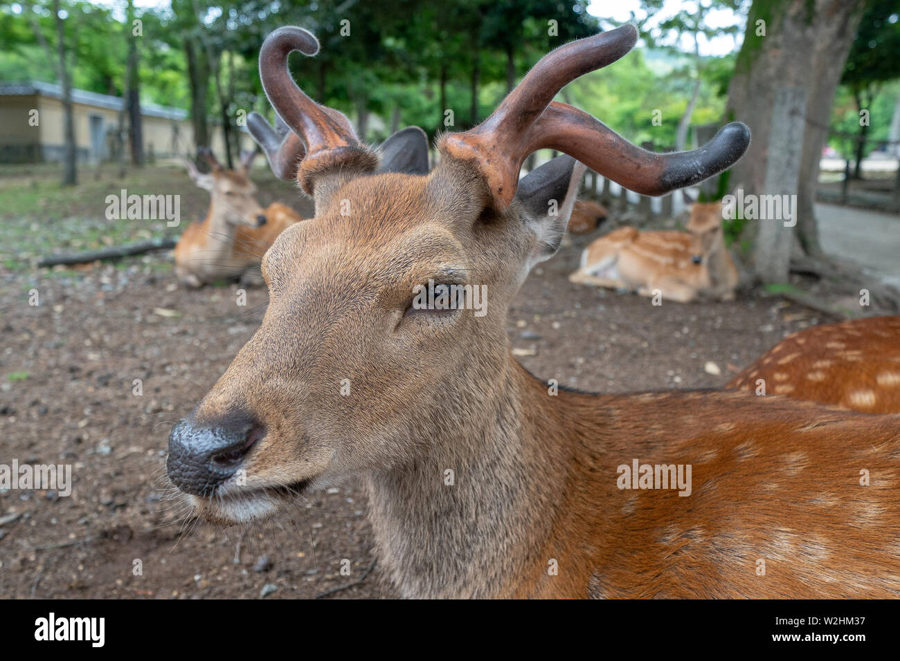 Free Roaming cervi di Nara Foto Stock