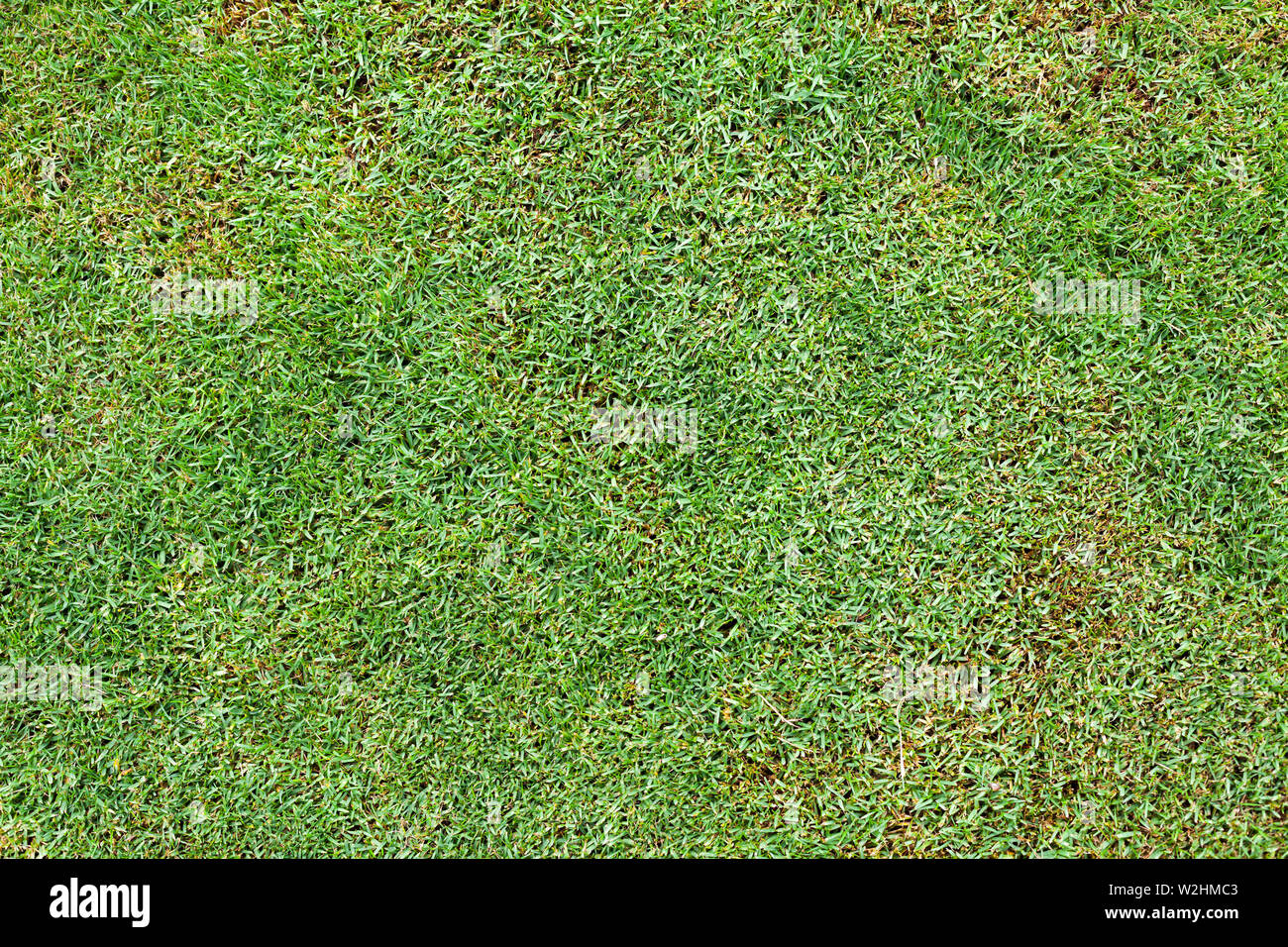 Colore verde brillante di erba fresca sfondo, top view photo. Rifilato prato texture al giorno di estate Foto Stock