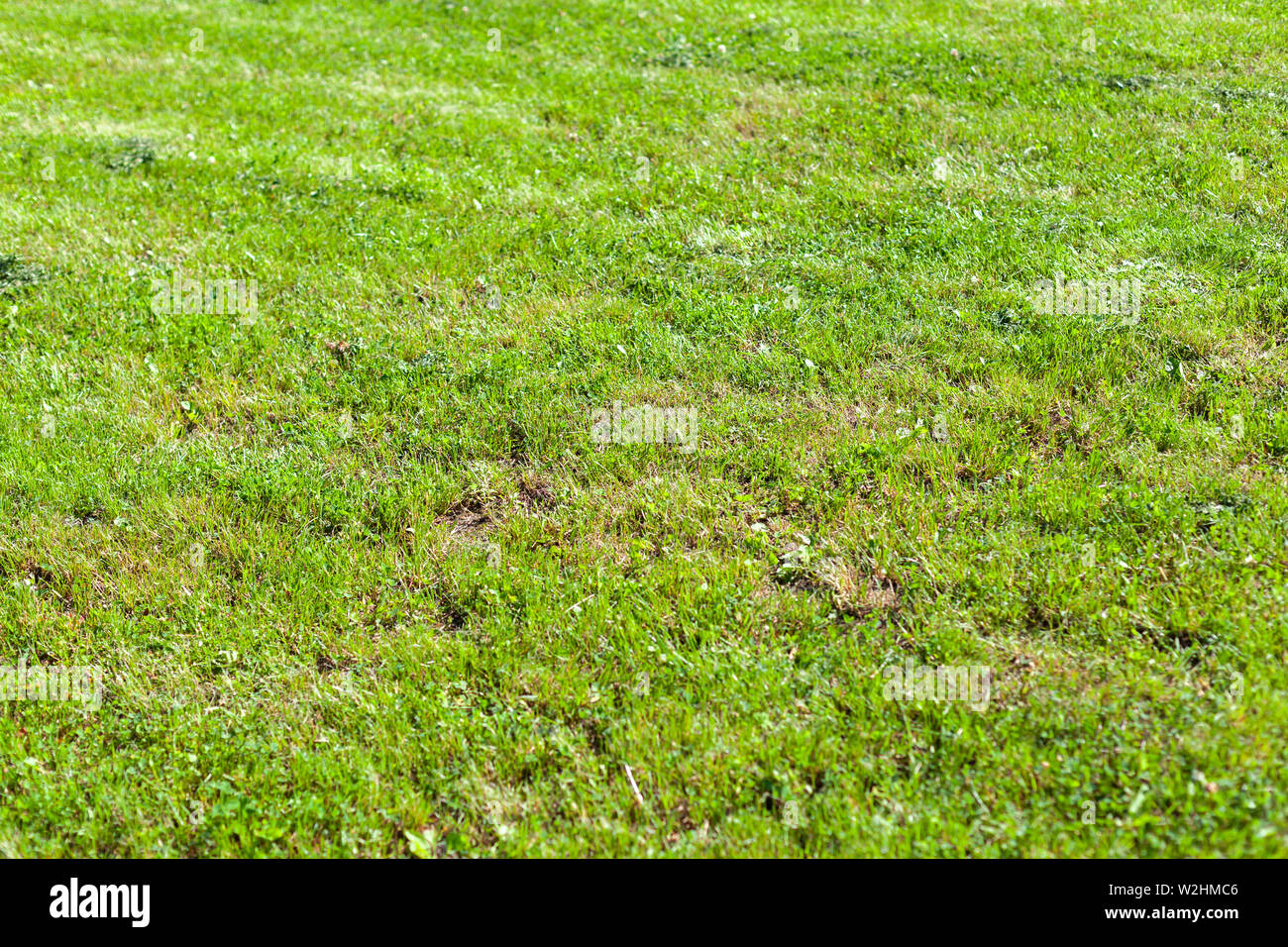 Rifilato prato in estate giornata soleggiata, fresca erba verde dello sfondo con il fuoco selettivo Foto Stock