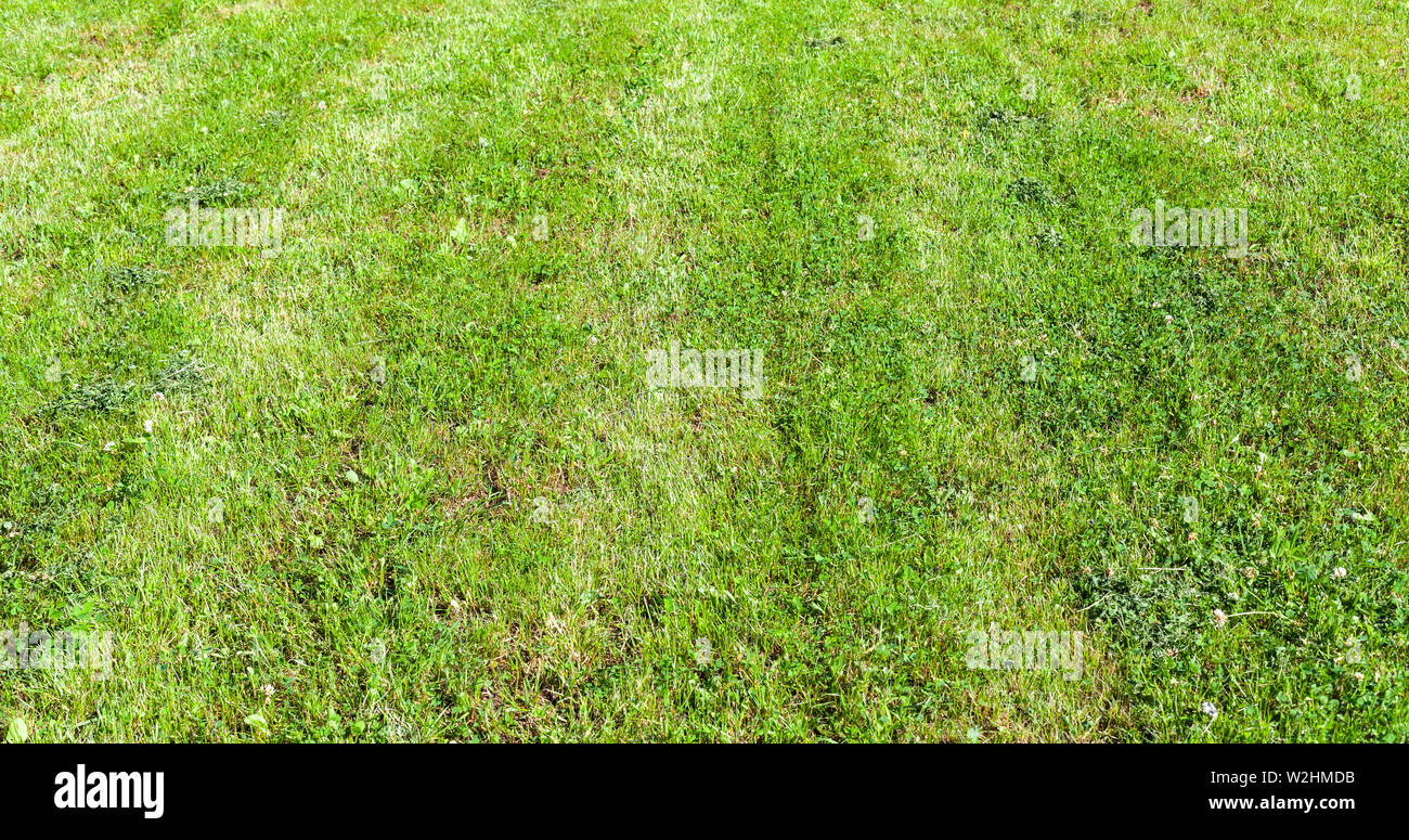 Rifilato prato in estate giornata soleggiata, fresca erba verde dello sfondo con effetto prospettico Foto Stock