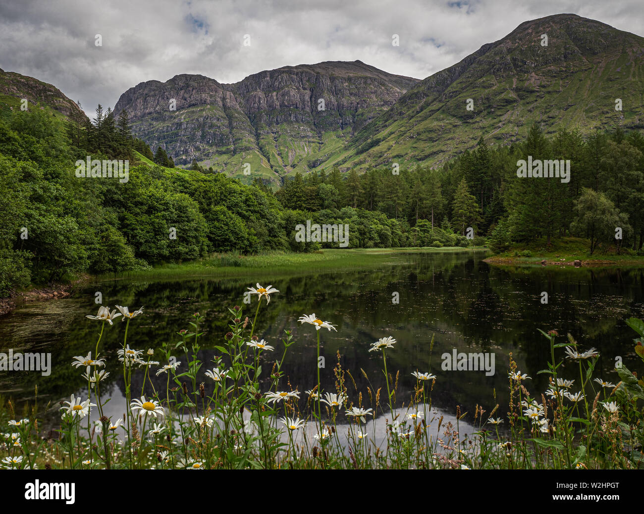 Leucanthemum vulgare, comunemente noto come oxeye daisy o cane daisy crescente sulle rive del Torren Lochan a Glencoe nelle Highlands scozzesi Foto Stock