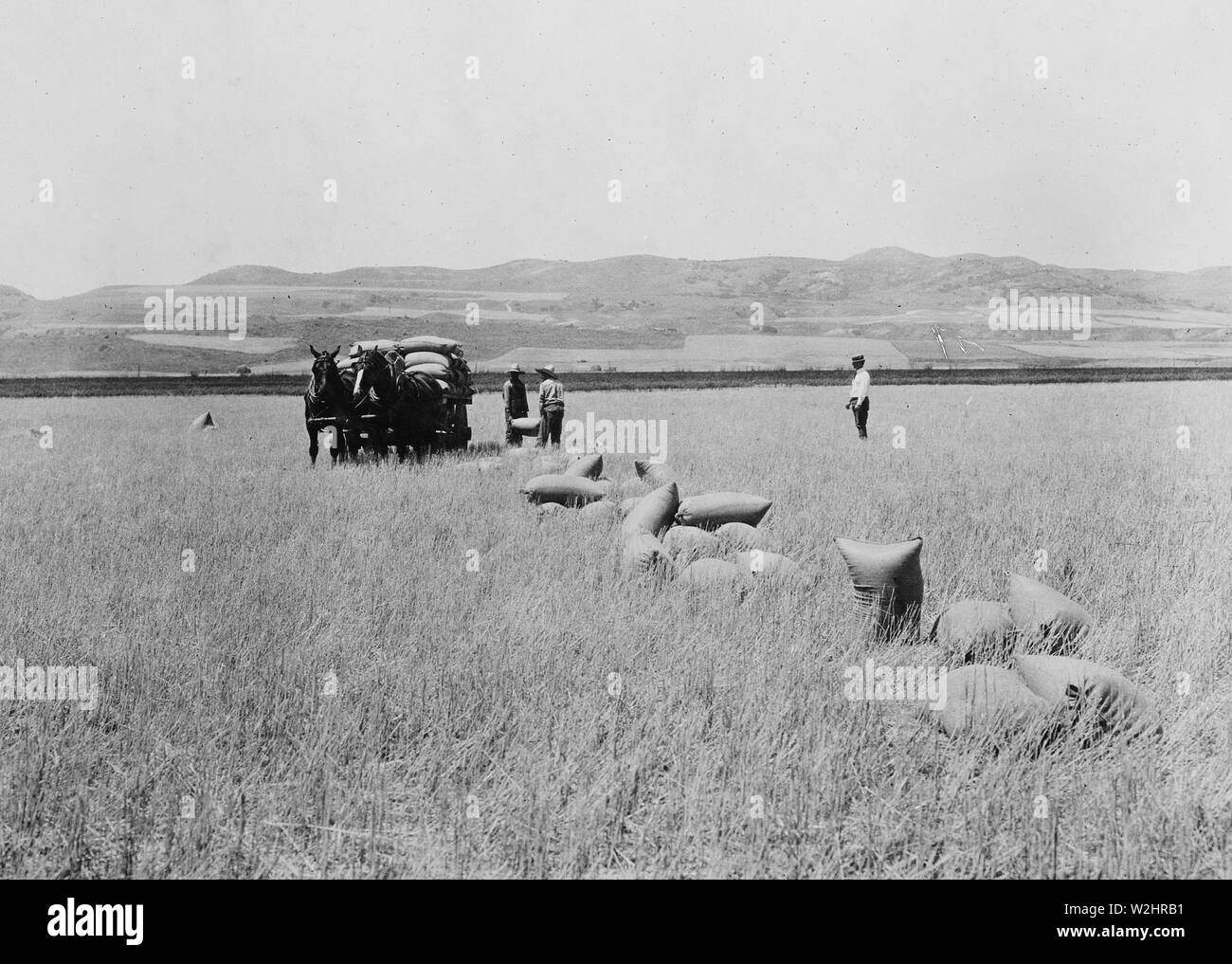 Caricamento di frumento a seguito di una trebbiatrice combinato, Cache County, Utah ca. 1936 Foto Stock