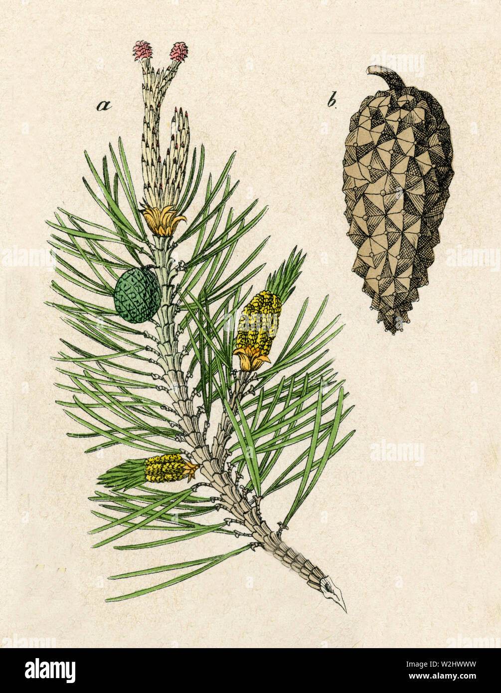 Di Pino silvestre (Pinus sylvestris) Pinus sylvestris (botanica Prenota, 1879) Foto Stock