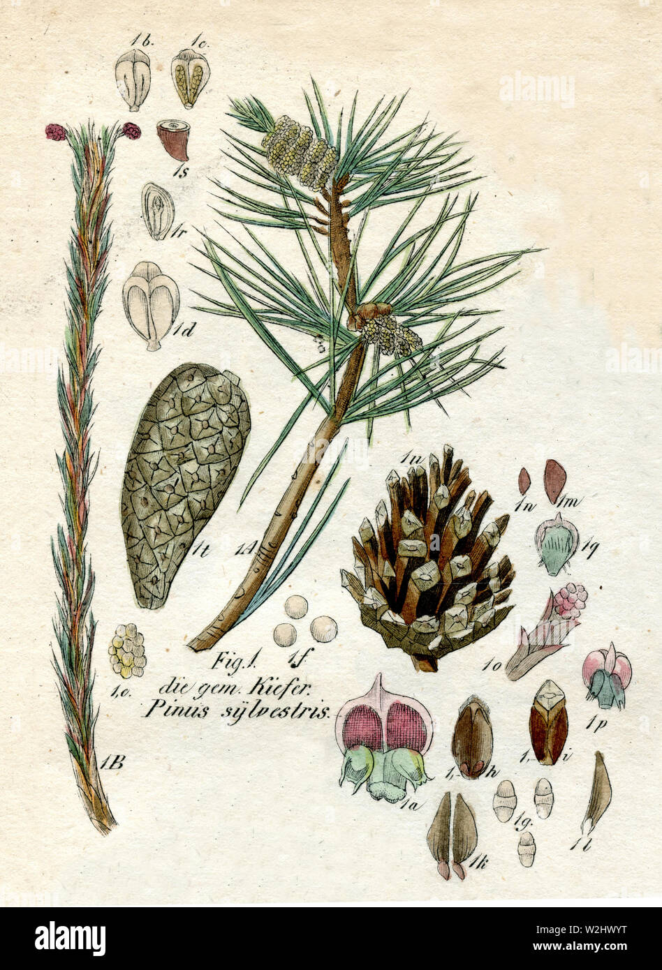 Di Pino silvestre (Pinus sylvestris) Pinus sylvestris (botanica Prenota, 1850) Foto Stock