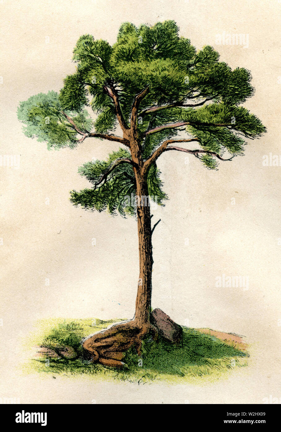 Di Pino silvestre (Pinus sylvestris) Pinus sylvestris (botanica prenota, ) Foto Stock