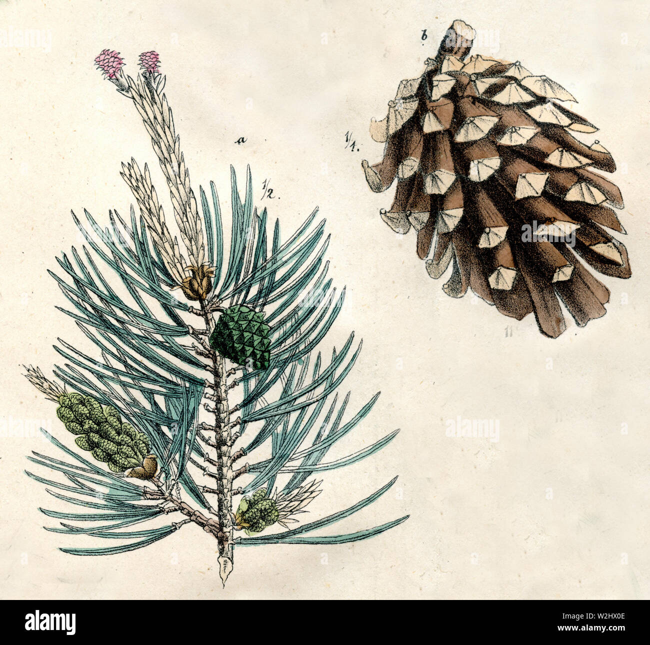 Di Pino silvestre (Pinus sylvestris) Pinus sylvestris (botanica prenota, ) Foto Stock