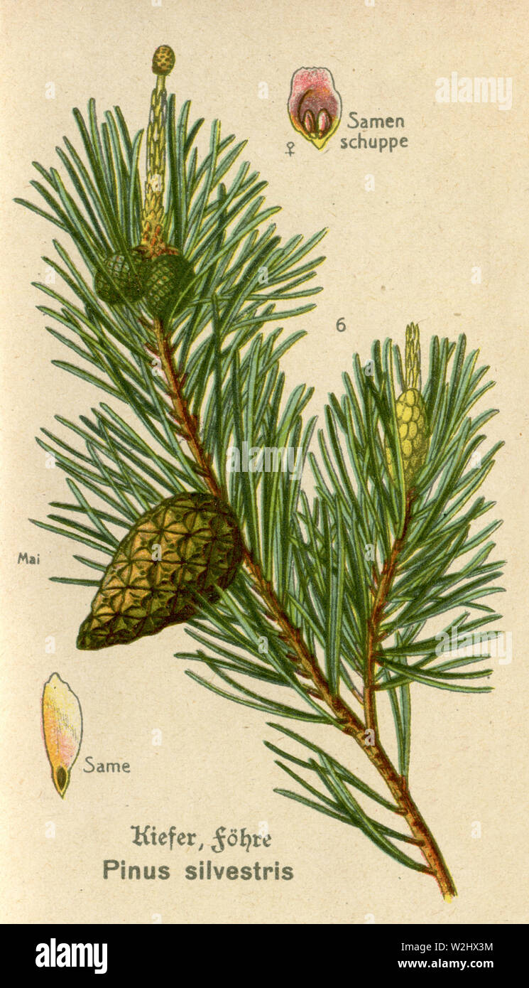 Di Pino silvestre (Pinus sylvestris) Pinus sylvestris (botanica prenota, ca. 1915) Foto Stock
