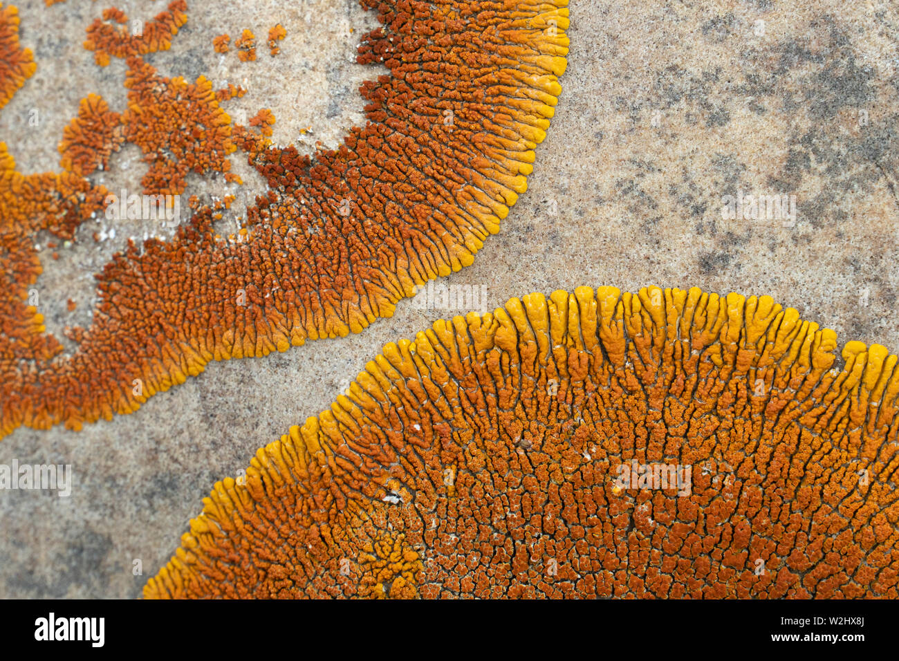 Vista ravvicinata di color arancio lichene sunburst (Rusavskia elegans, che sostituisce Xanthoria elegans) su pietra arenaria. Montana, USA Foto Stock