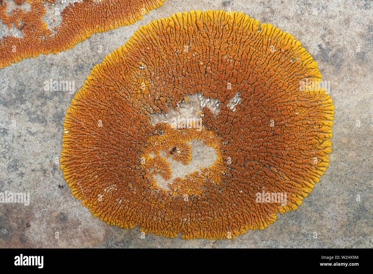 Vista ravvicinata di color arancio lichene sunburst (Rusavskia elegans, che sostituisce Xanthoria elegans) su pietra arenaria. Montana, USA Foto Stock