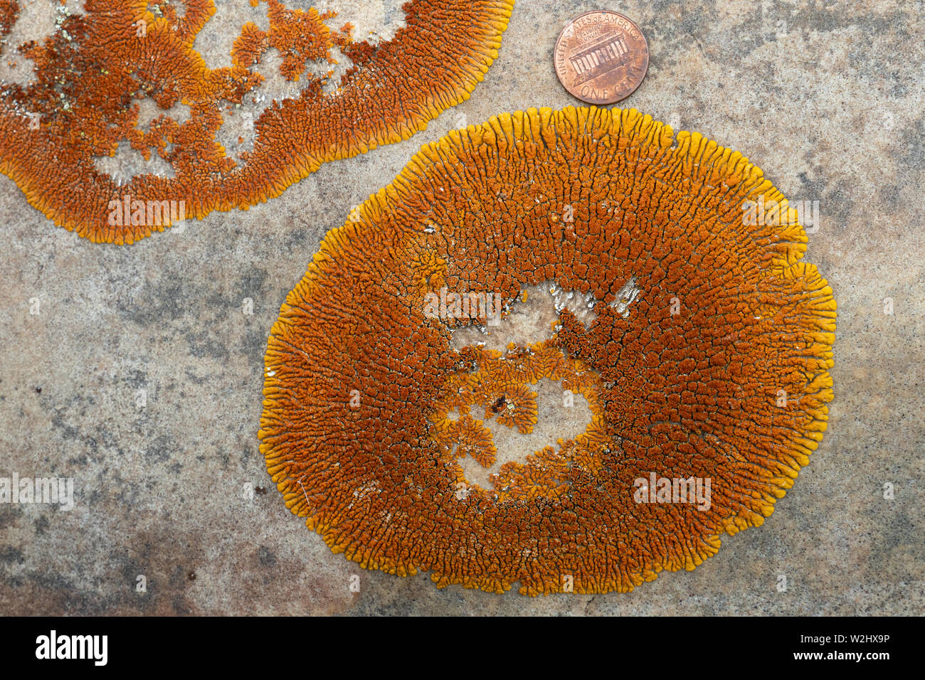 Vista ravvicinata di color arancio lichene sunburst (Rusavskia elegans, che sostituisce Xanthoria elegans) su pietra arenaria. Noi penny per la scala. Foto Stock
