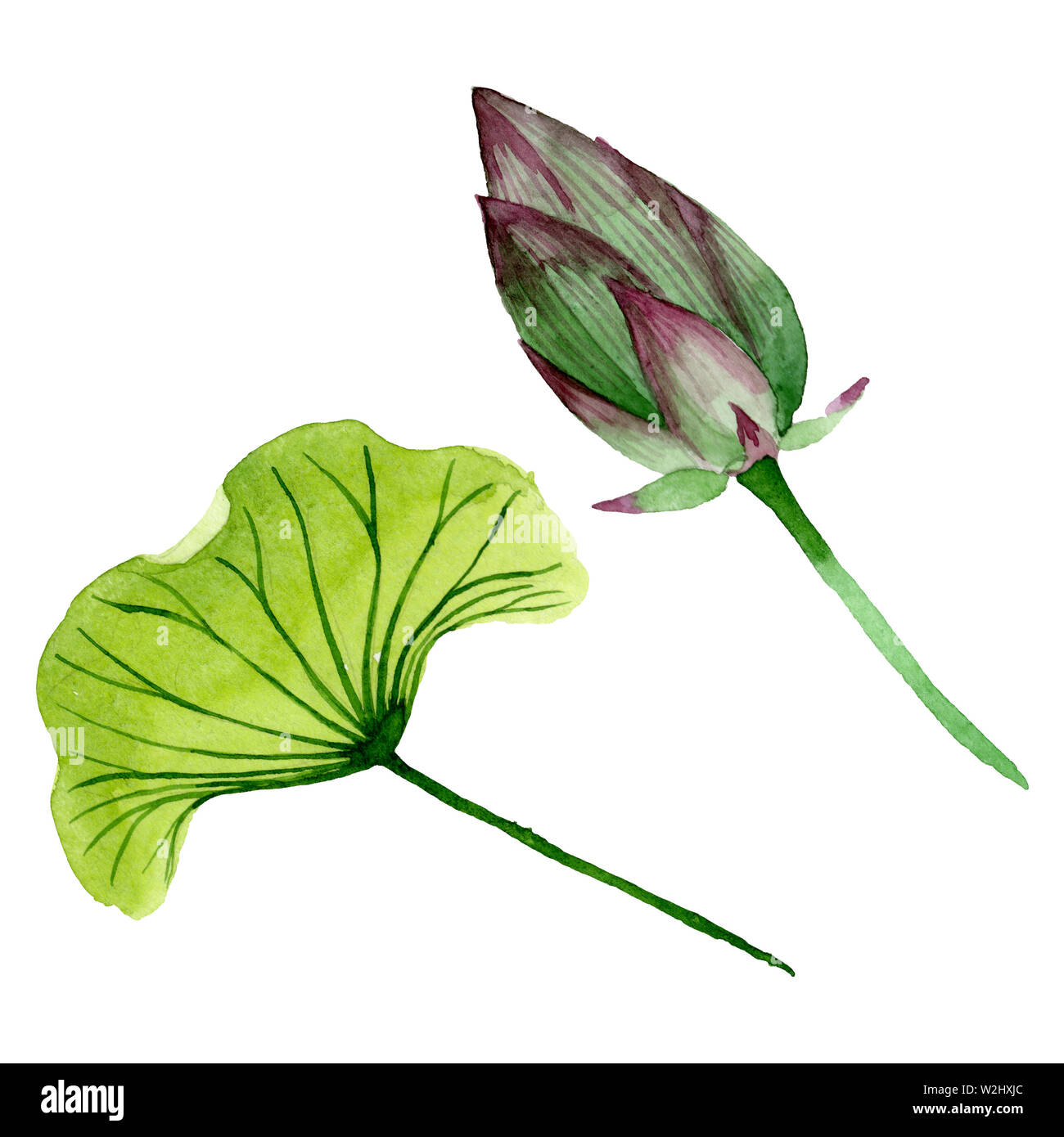 Green lotus bud floreale di fiori botanica. Wild molla a balestra di fiori selvaggi. Acquerello illustrazione dello sfondo impostato. Disegno ad acquerello fashion aquarelle. Foto Stock