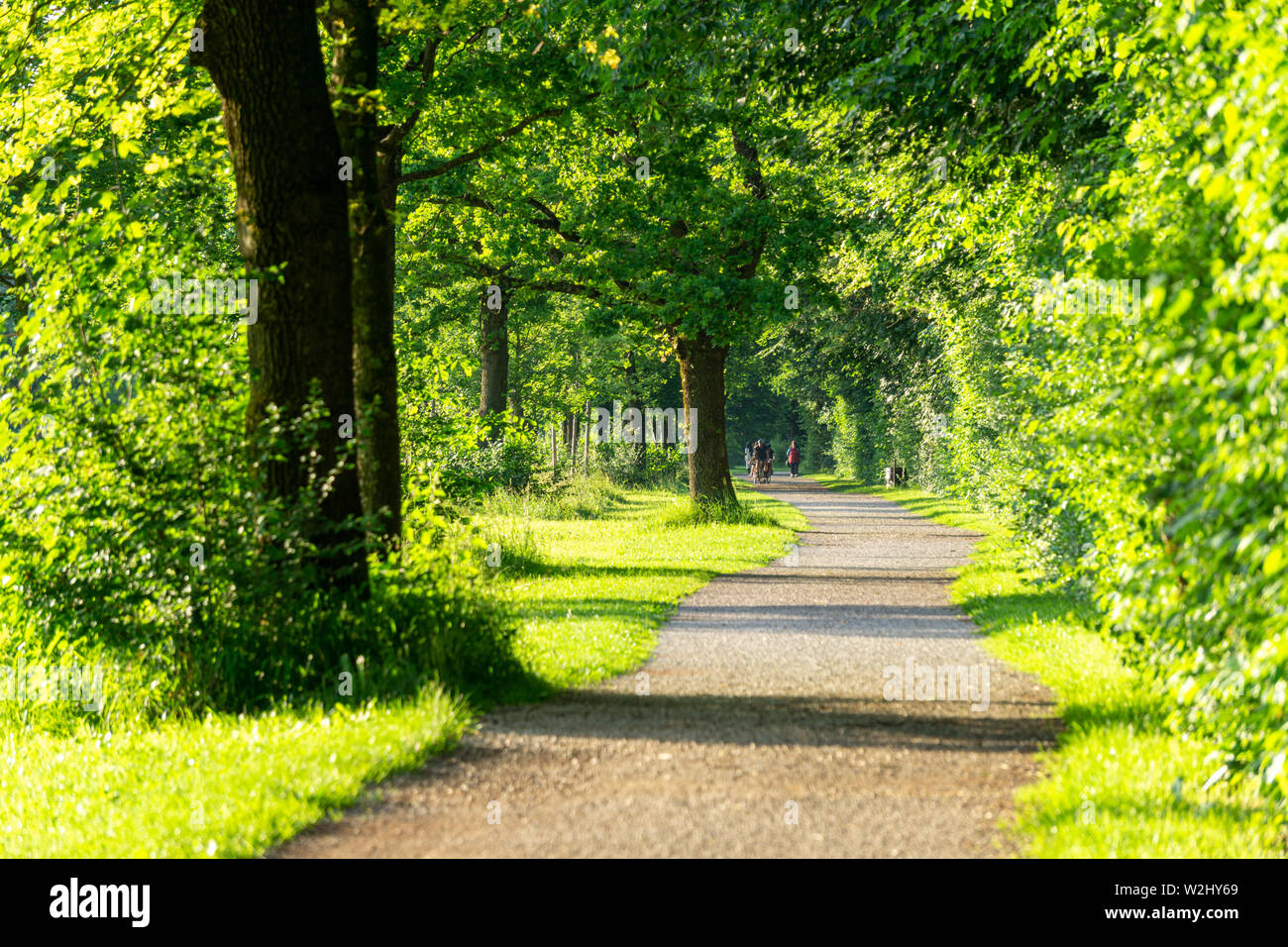 Immagine di un bellissimo parco con percorso e verdi alberi su una soleggiata giornata estiva Foto Stock