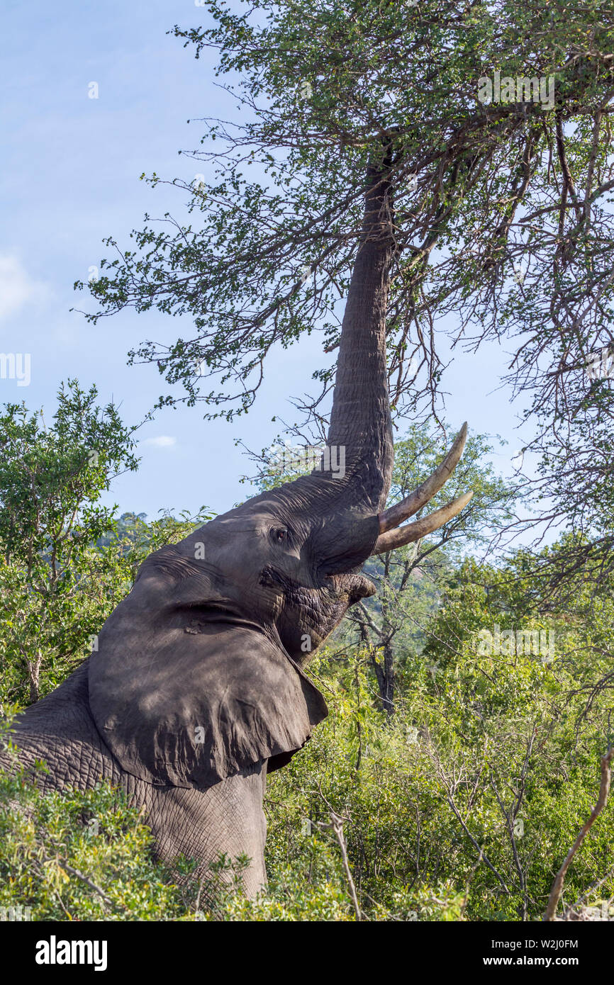 Bush africano Elefante mangiare con tronco fino nel Parco Nazionale di Kruger, Sud Africa ; Specie Loxodonta africana della famiglia Elephantidae Foto Stock