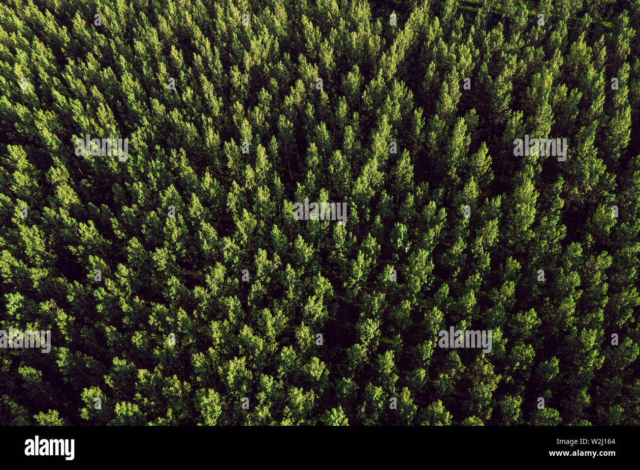 Vista aerea di pioppi neri americani populus foresta verde in estate da fuco pov Foto Stock Vista aerea di pioppi neri americani populus foresta verde in estate da fuco pov Foto Stock