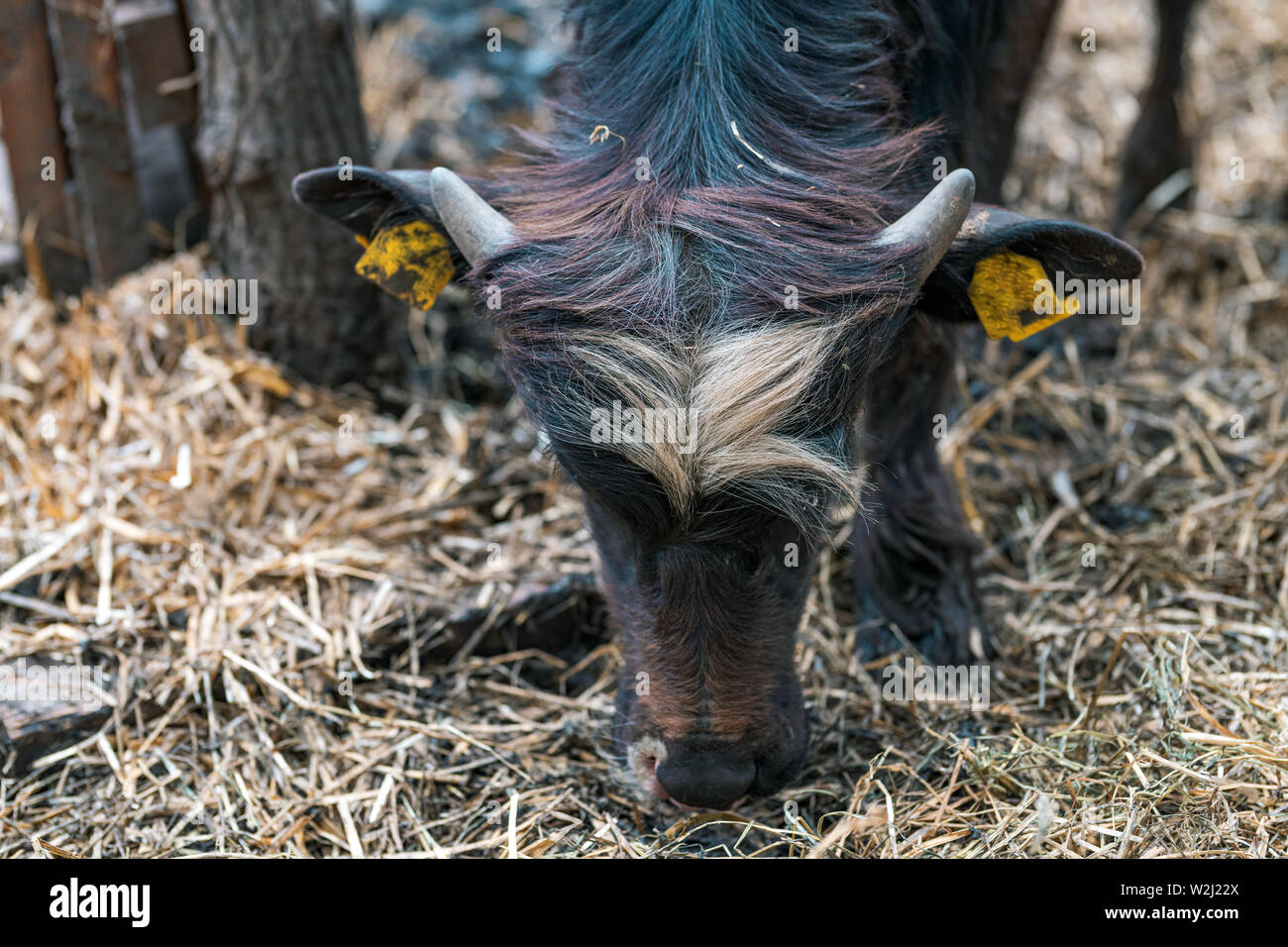 Bufala nel paddock, il bestiame di allevamento degli animali Foto Stock