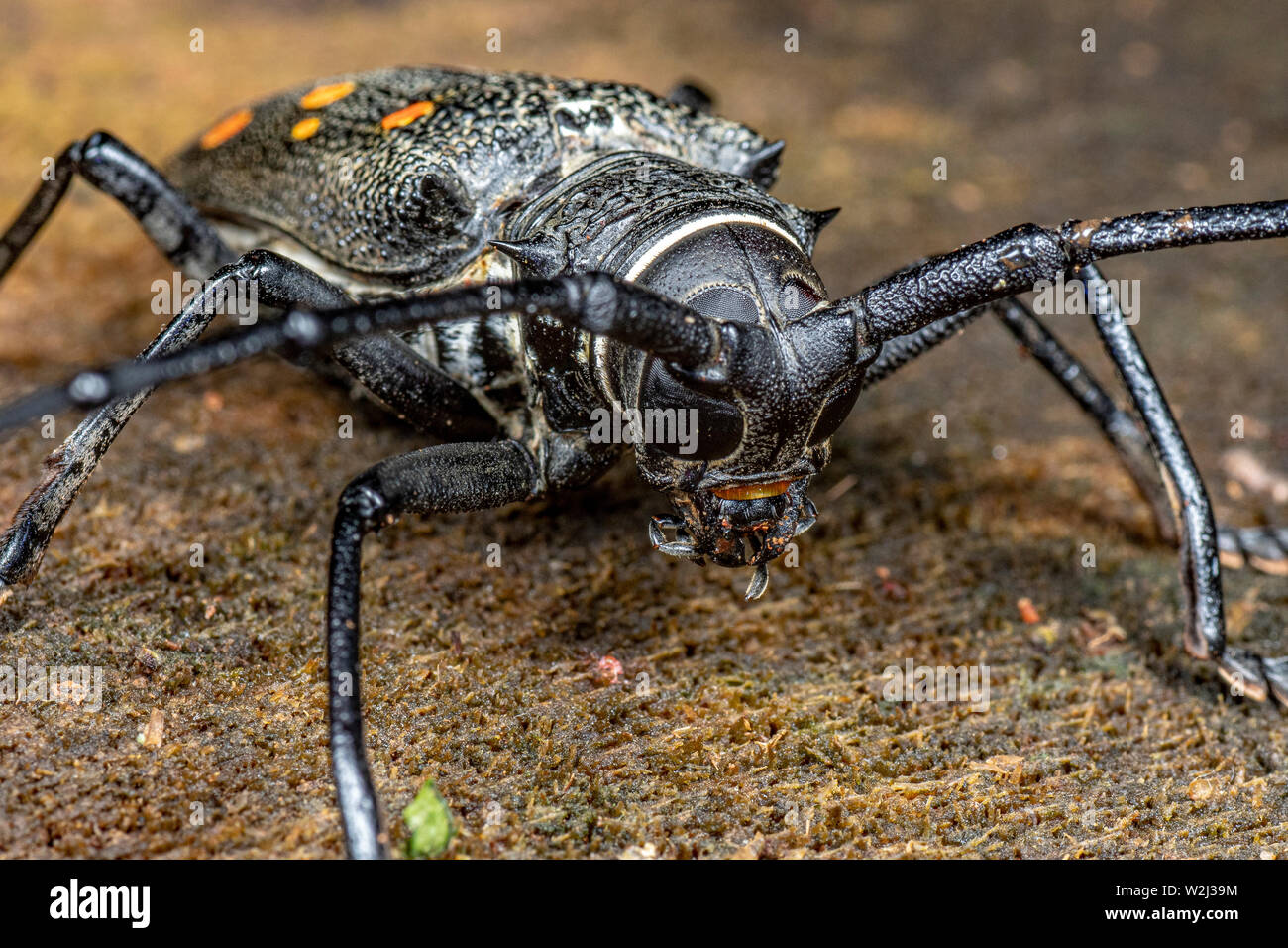 Batocera frenchi, un grande coleottero longicorn con spettacolari segnalazione arancio Foto Stock