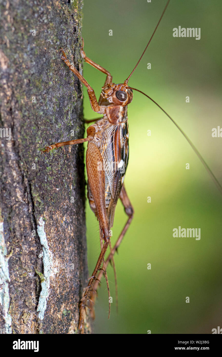 Vero cricket adulto, Cardiodactylus novaeguineae, su un tronco di albero nella foresta pluviale tropicale Foto Stock