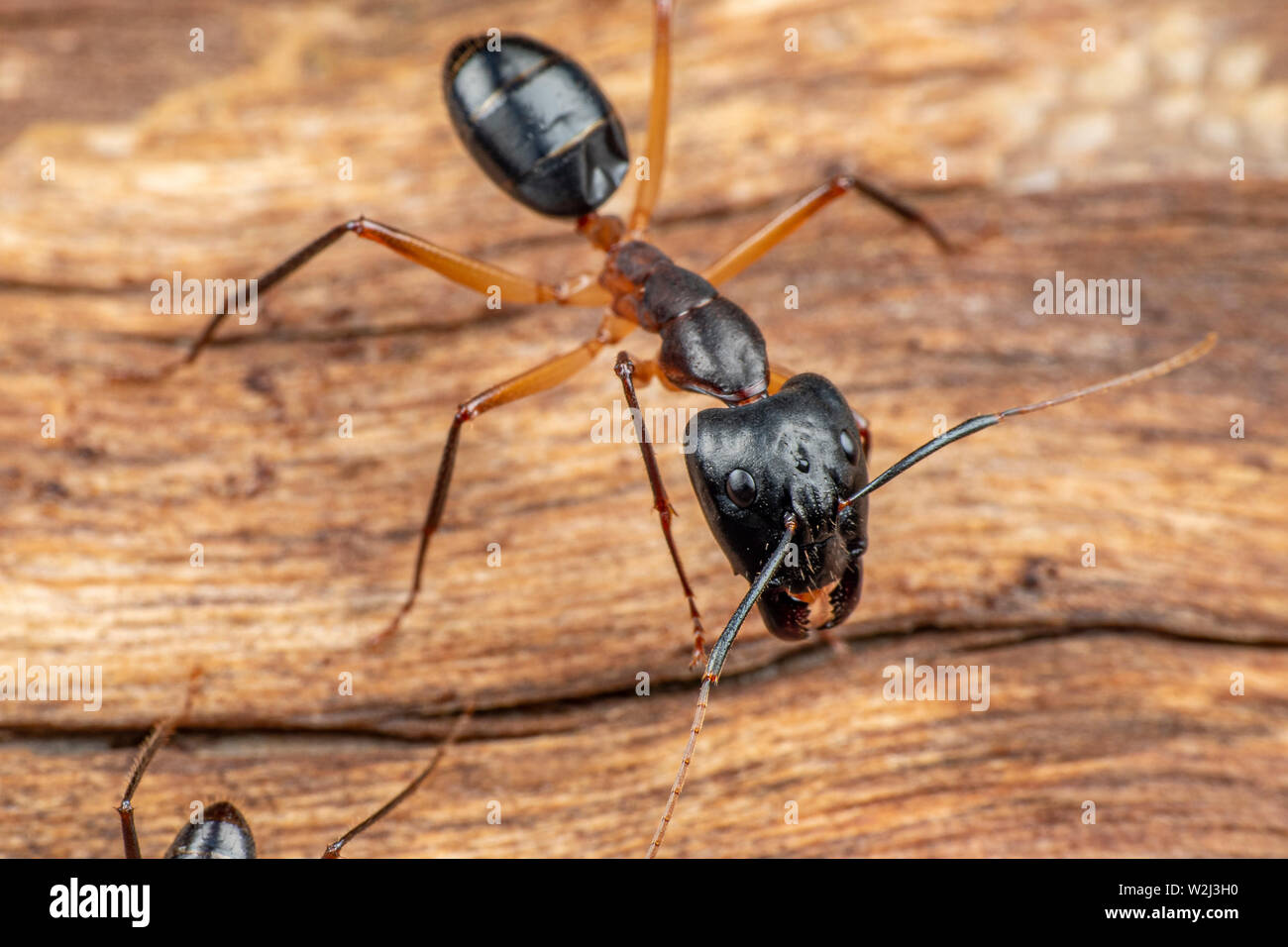 Grandi Camponotus carpenter formiche rovistando su legno morto sul pavimento della foresta pluviale Foto Stock