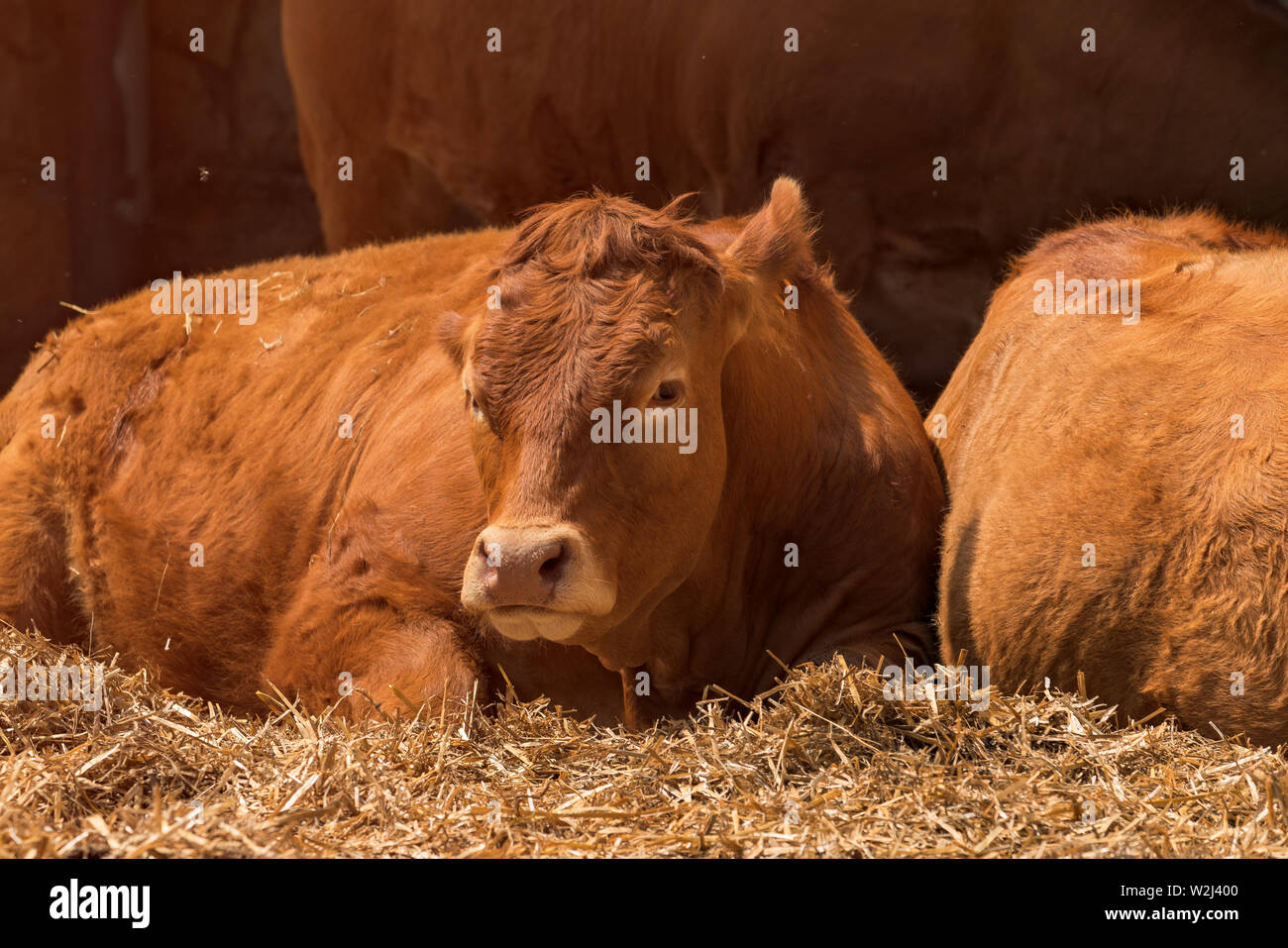 Red holstein mucche frisone su bestiame Dairy Farm, animali domestici della zootecnia Foto Stock