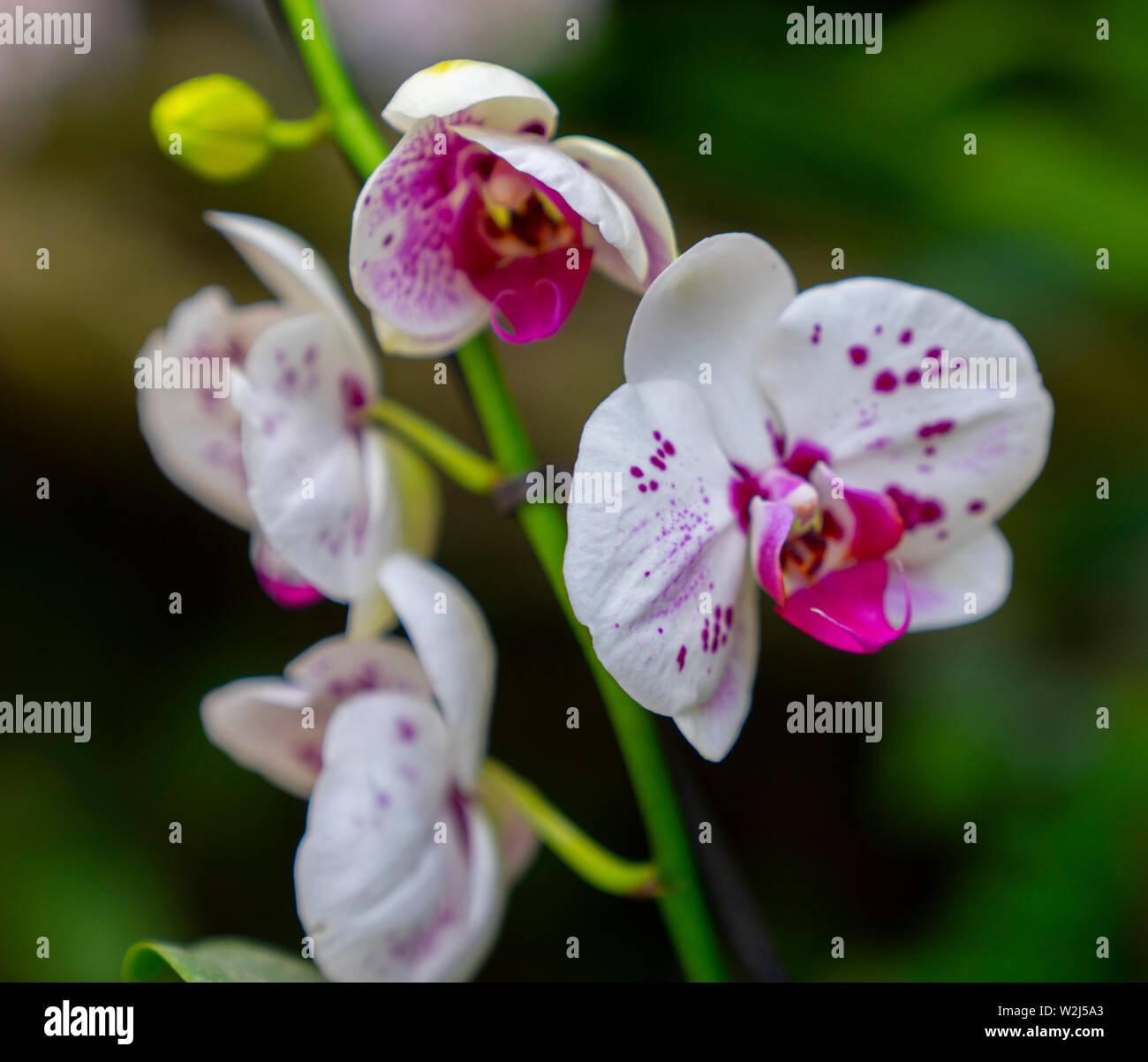 Un ramo di una bella orchid all'aperto in mezzo alla natura Foto Stock