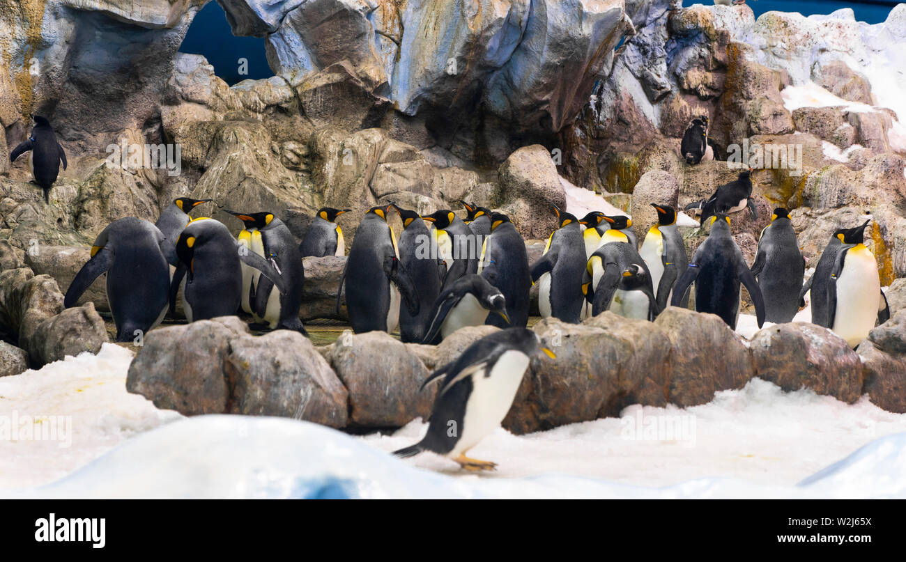 Pinguini imperatore (Aptenodytes patagonicus) al pianeta Penguin Aquarium, Loro Parque Tenerife, Isole Canarie, Spagna Foto Stock