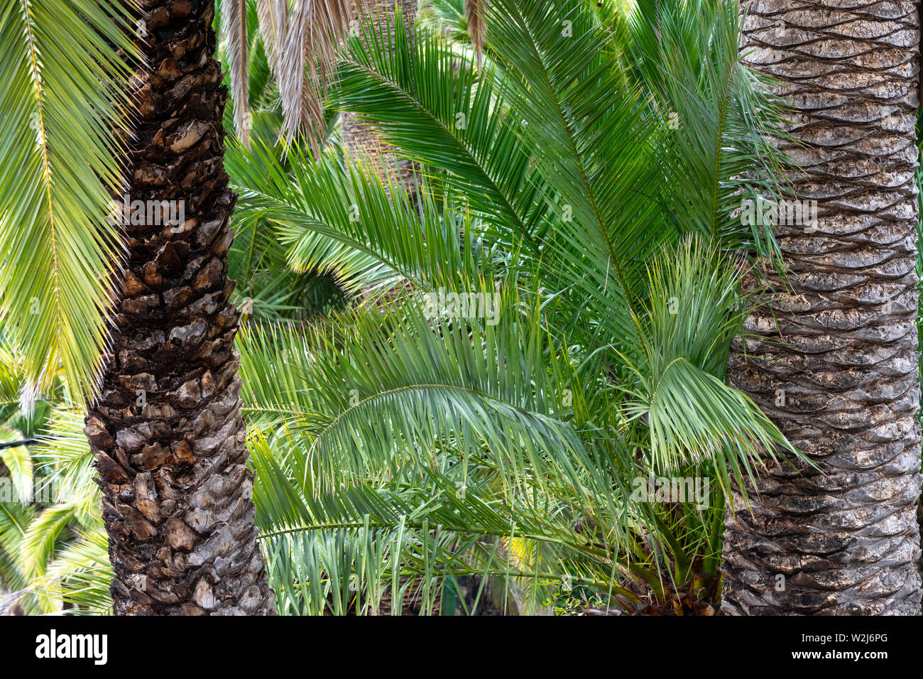 Selvaggia vegetazione tropicale con piante naturali e vegetazione Foto Stock