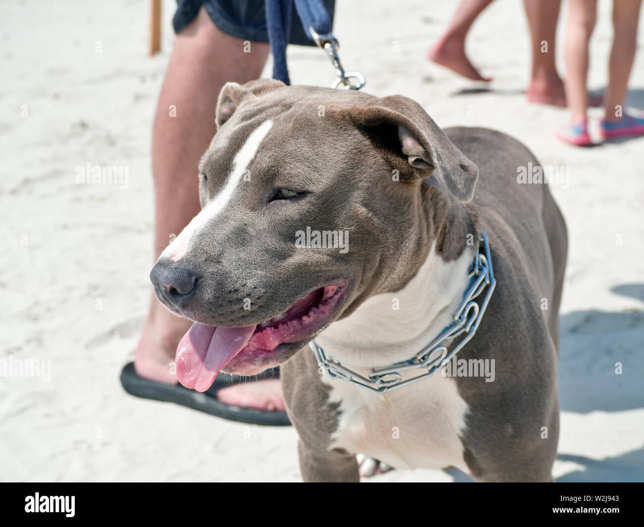 L'American Pit Bull Terrier al guinzaglio in pet-friendly 2019 Texas Sandfest in Port Aransas, Texas, Stati Uniti d'America. Foto Stock