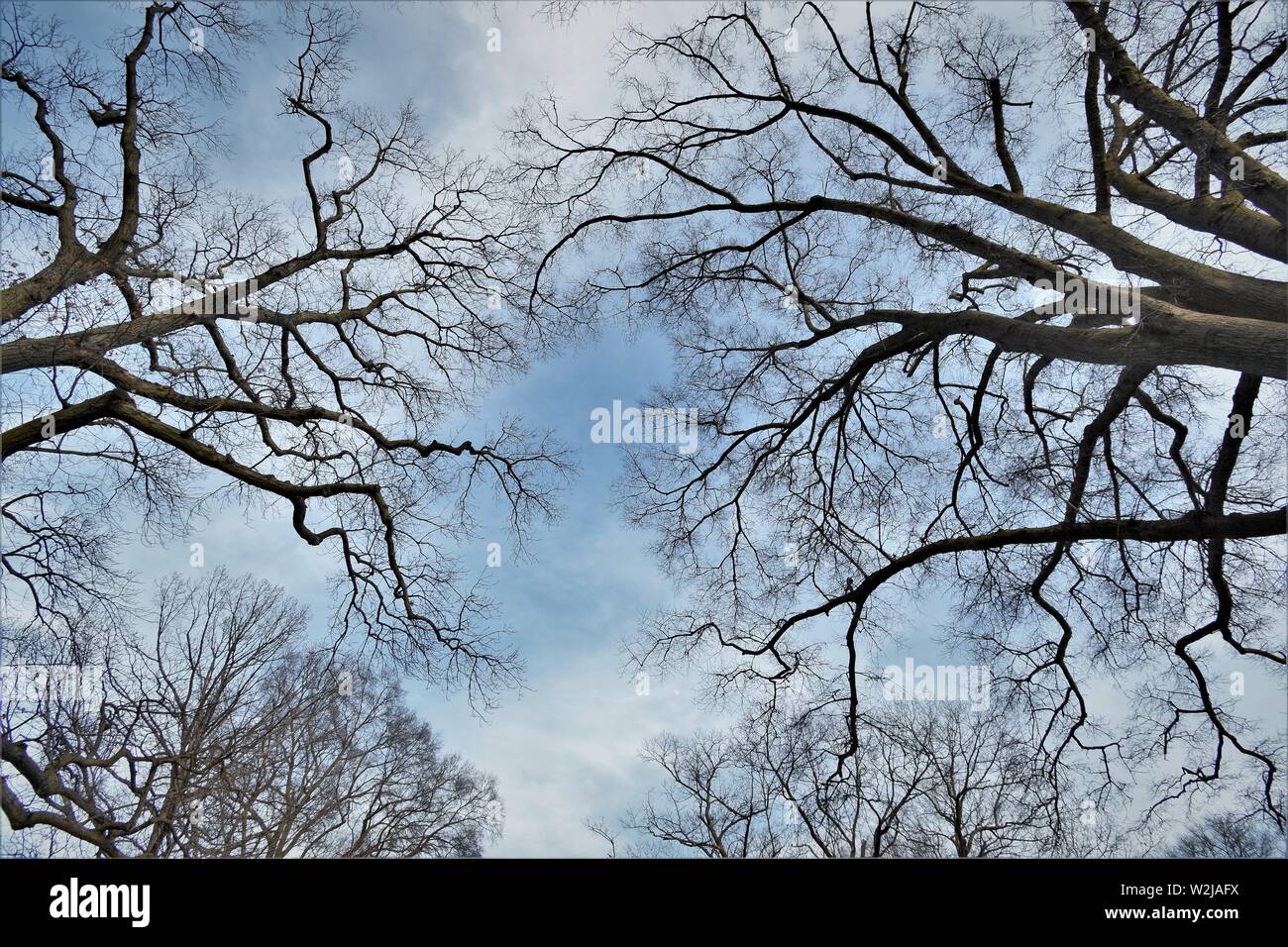 Alberi a US Navel Academy Annapolis Maryland Storia militare degli ufficiali Foto Stock