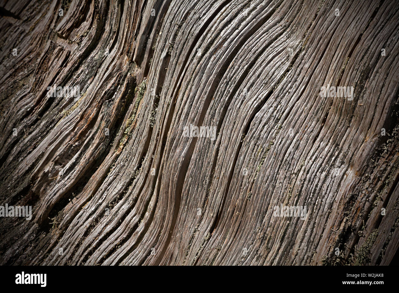 Antico grano di legno di Yew con cracked e concetto di superficie di resistenza agli agenti atmosferici Foto Stock