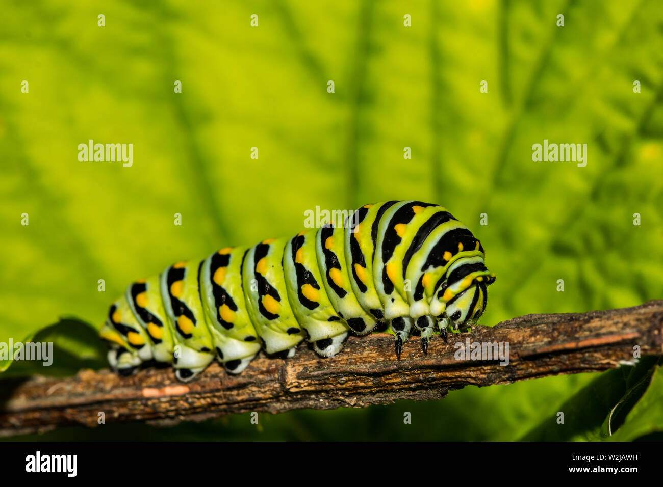 Nero orientale a coda di rondine (Caterpillar Papilio polyxenes) Foto Stock