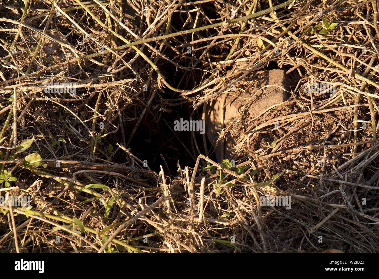 Parco E VOLUME RICREATIVO 1: Boyd Park di New Brunswick, New Jersey. Foto Stock