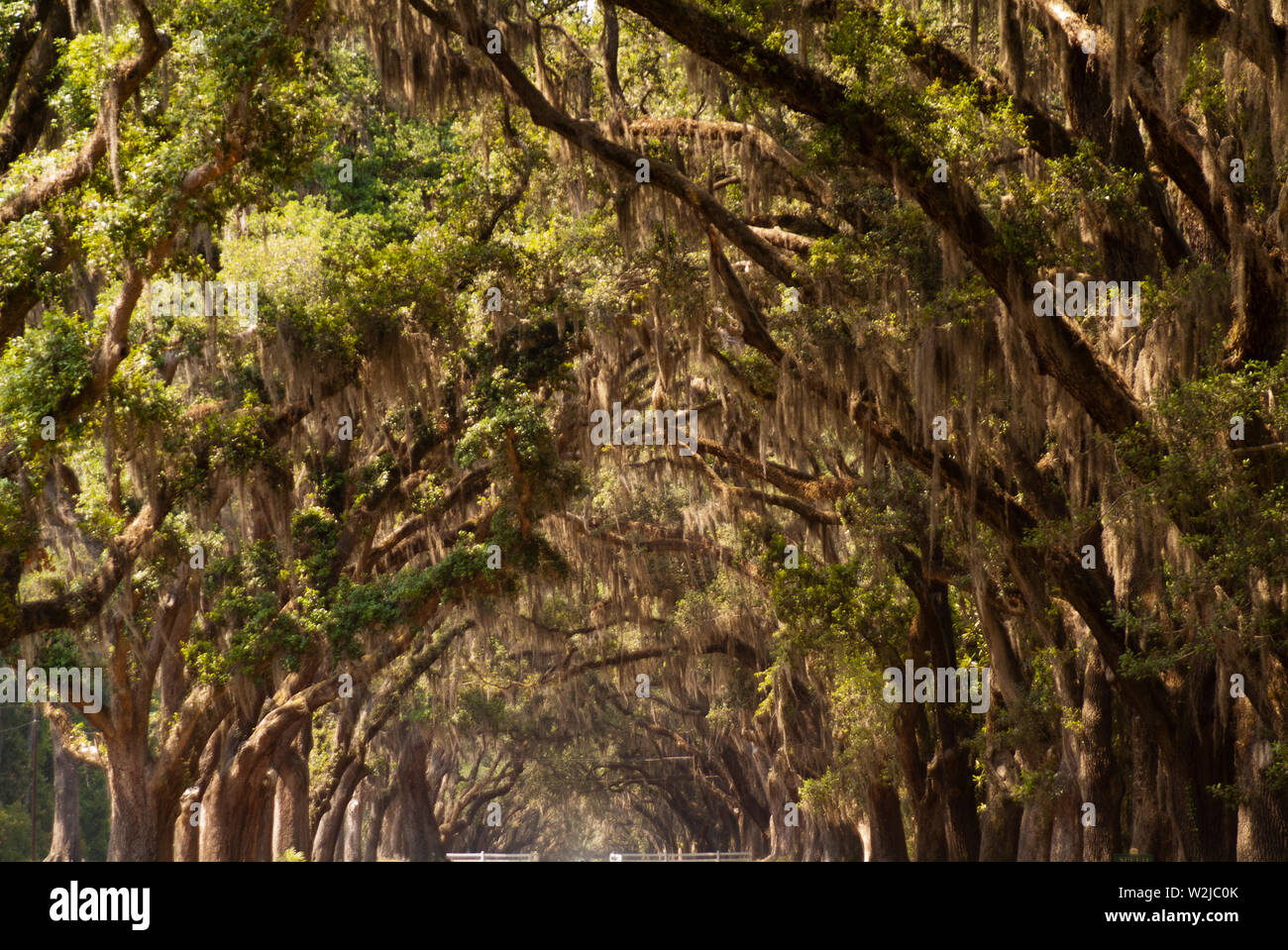 La pittoresca strada fiancheggiata da più di quattrocento querce vive che pendono su Oak Avenue conduce direttamente al sito storico di Wormsloe e piantagione Foto Stock