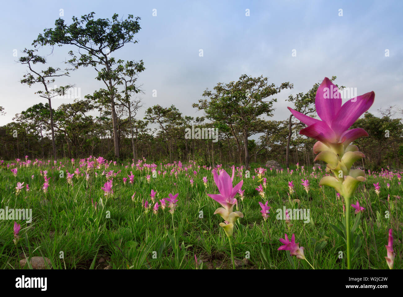 Siam tulipani (Curcuma alismatifolia) fiorire nella giungla di Chaiyaphum provincia, Thailandia Foto Stock