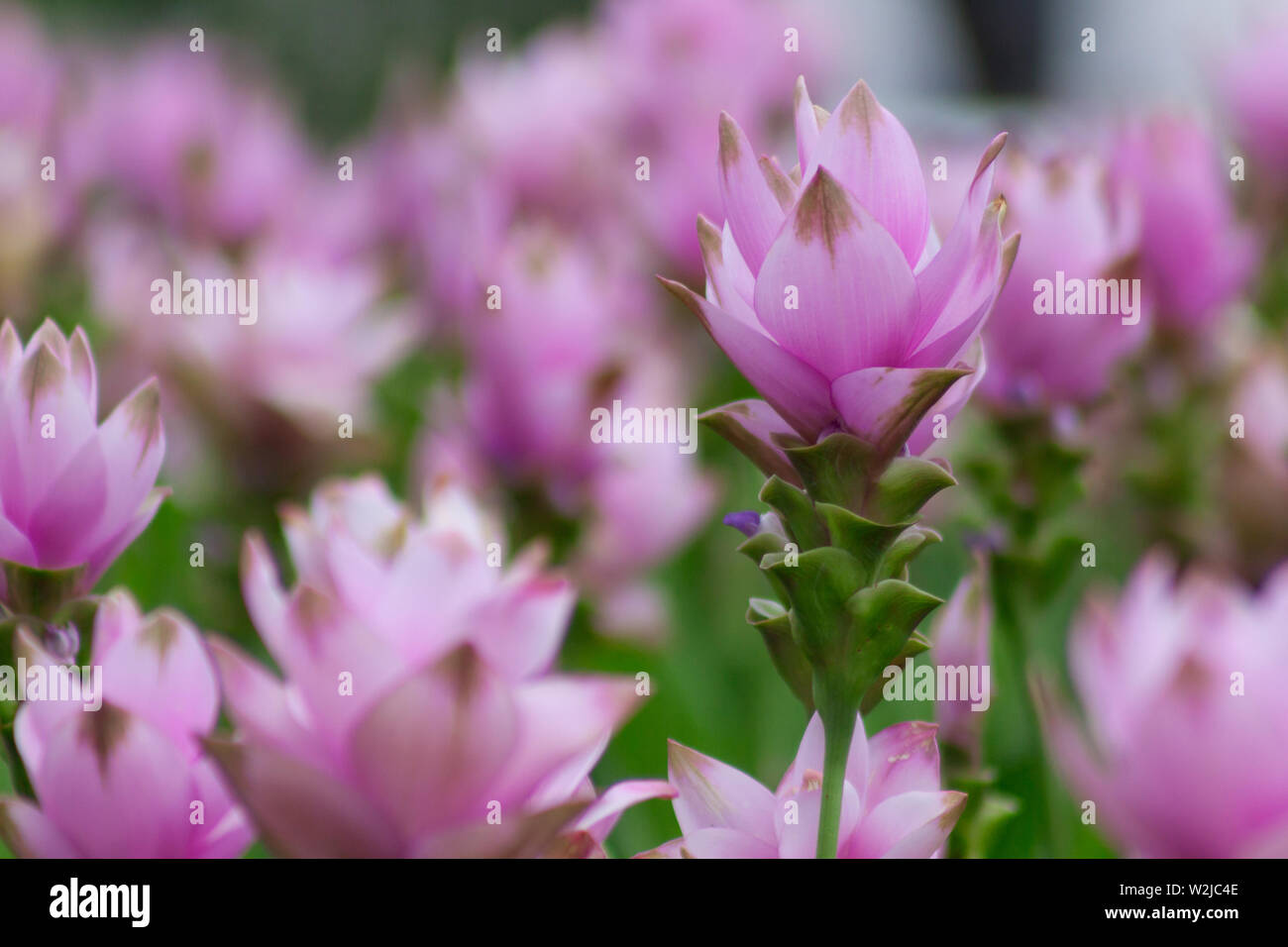 Siam tulipani (Curcuma alismatifolia) fiorire nella giungla di Chaiyaphum provincia, Thailandia Foto Stock