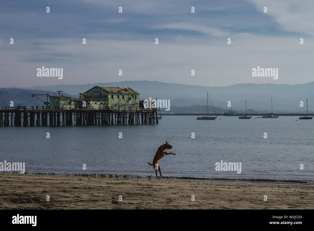 Half Moon Bay California dock e la danza di cane Foto Stock