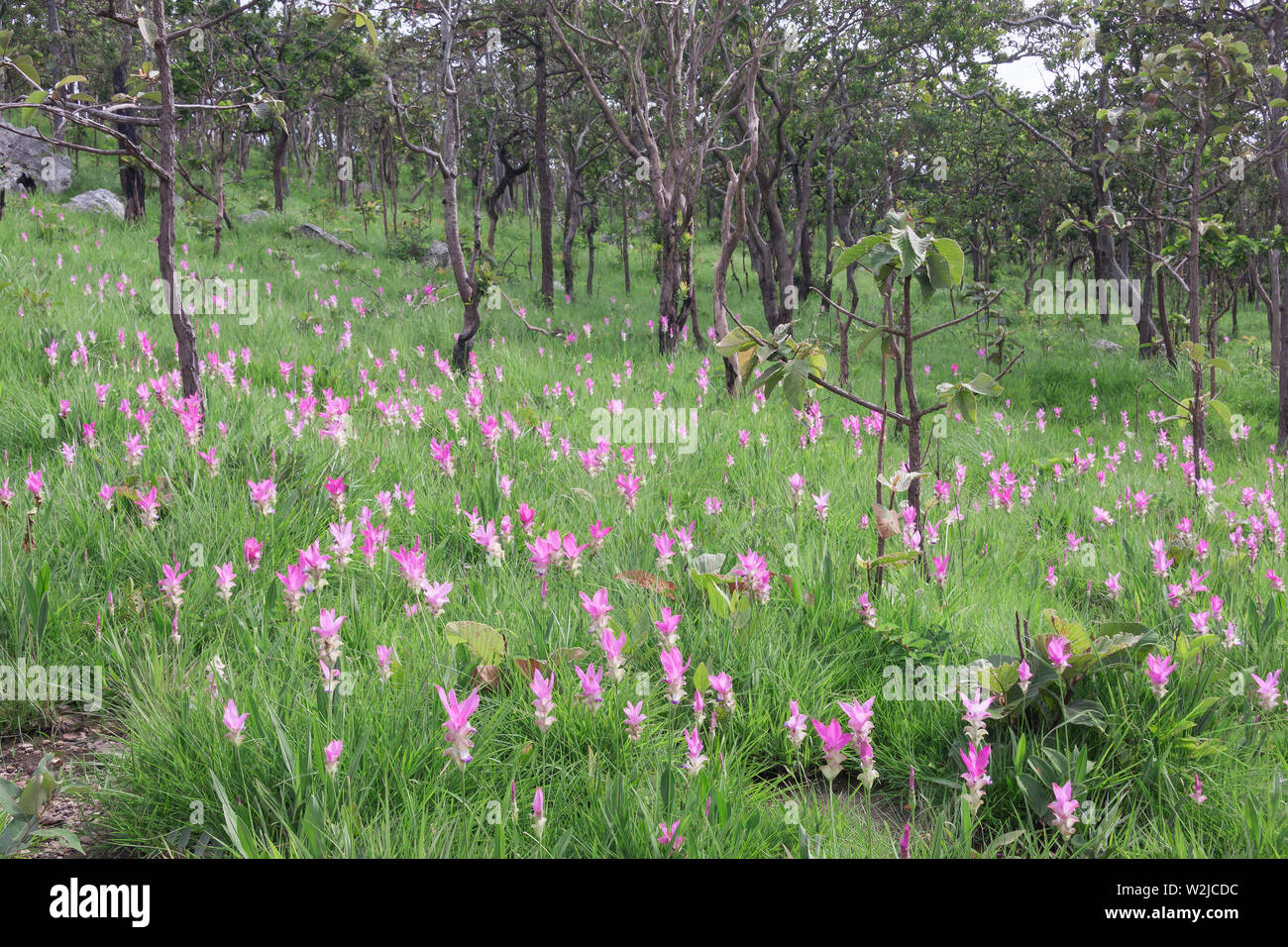Siam tulipani (Curcuma alismatifolia) fiorire nella giungla di Chaiyaphum provincia, Thailandia Foto Stock