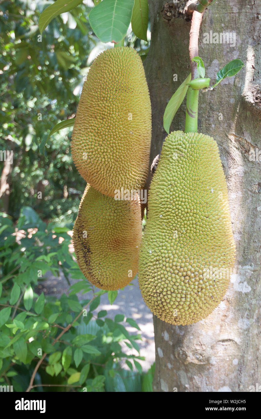 La frutta jack sulla struttura ad albero . Foto Stock