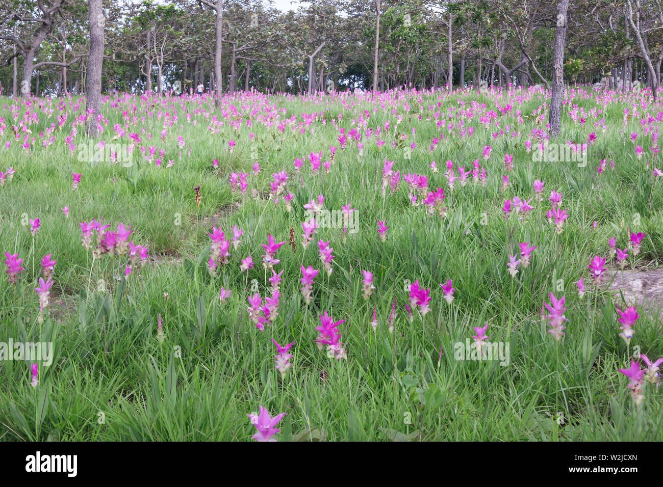 Siam tulipani (Curcuma alismatifolia) fiorire nella giungla di Chaiyaphum provincia, Thailandia Foto Stock