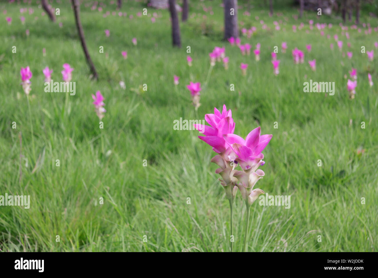 Siam tulipani (Curcuma alismatifolia) fiorire nella giungla di Chaiyaphum provincia, Thailandia Foto Stock