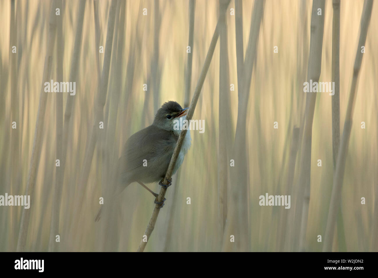 Reed trillo, Acrocephalus scirpaceus, in canneti, Lancashire, Regno Unito Foto Stock