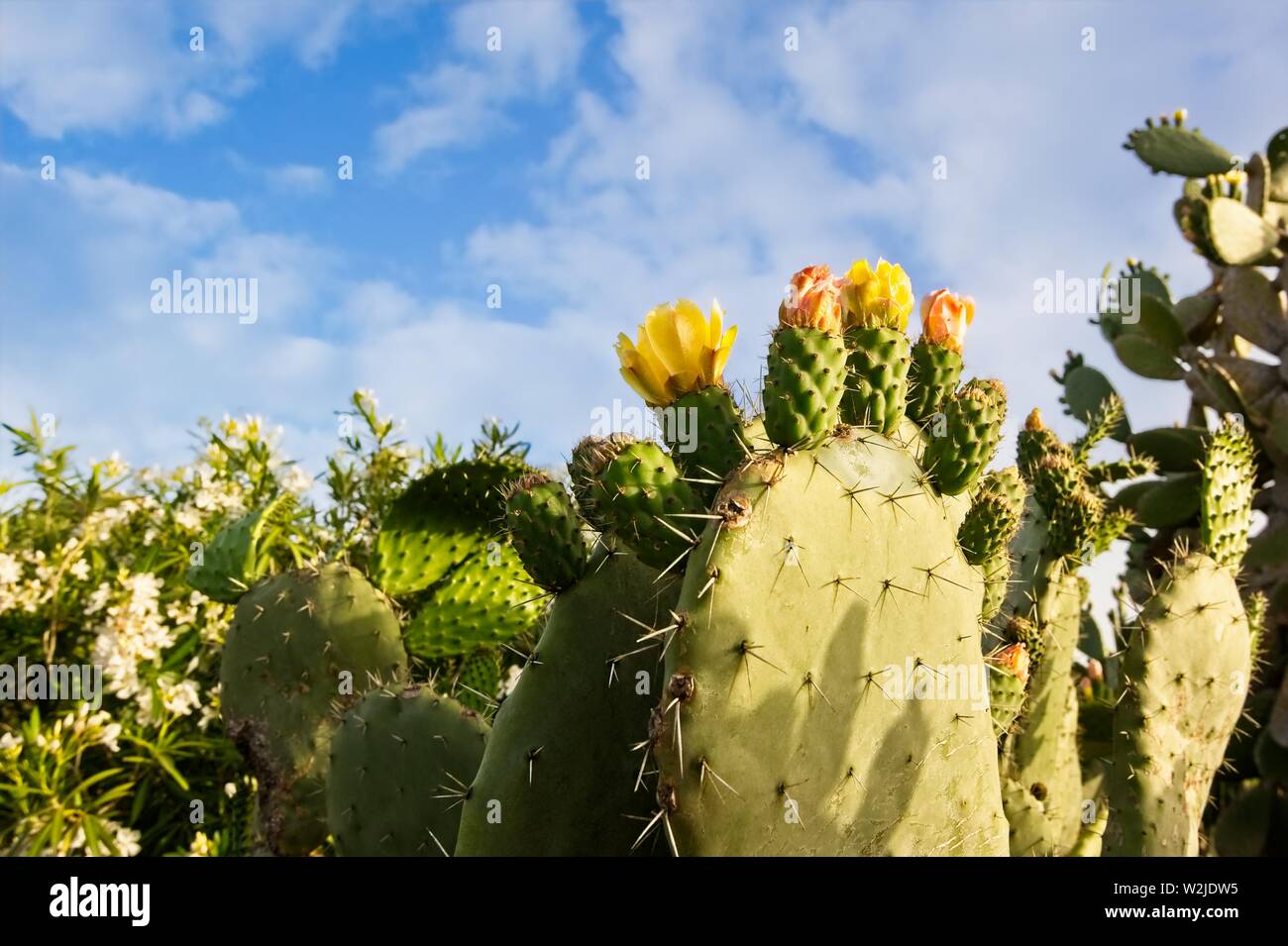 Giallo Ficodindia cactus fiorisce Foto Stock