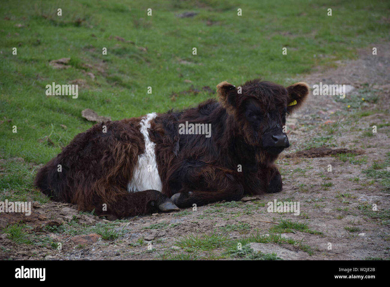 Appoggio belted galloway vitello che stabilisce in Inghilterra. Foto Stock